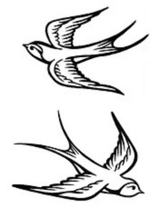 Swallow Tattoo Drawing