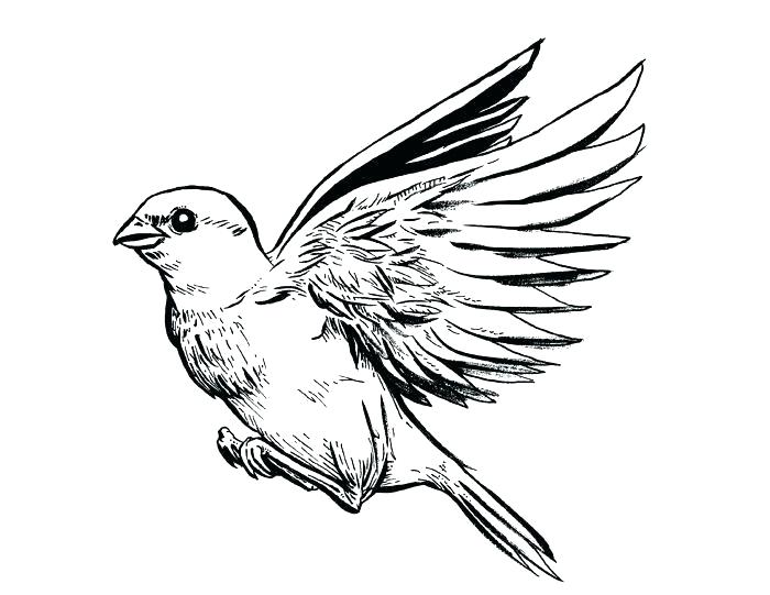 700x541 sparrow tattoo outline sparrow outline drawn line drawing free