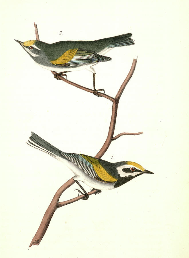 660x900 Golden Winged Swamp Warbler Male Female Drawing