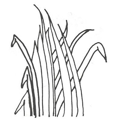 394x394 Swamp Grass Stamps Galore