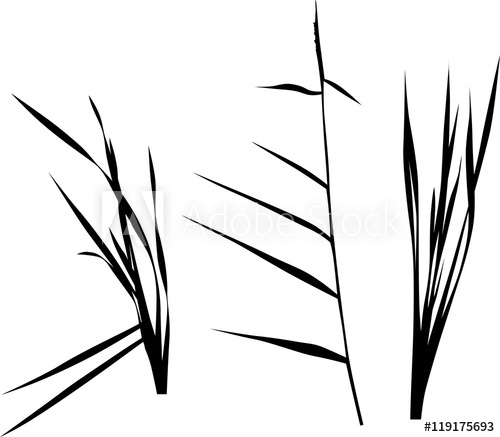 500x437 Set Of Three Swamp Plants Silhouettes On White