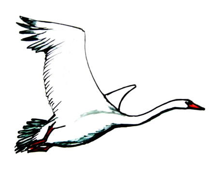 449x349 How To Draw A Swan