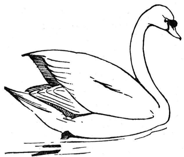 633x541 Free Swan Coloring Pages Swan Artill Swan Drawing