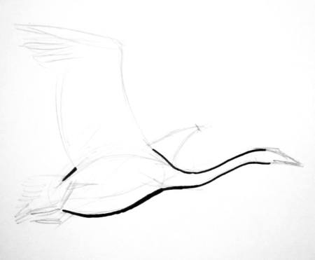 450x371 How To Draw A Swan