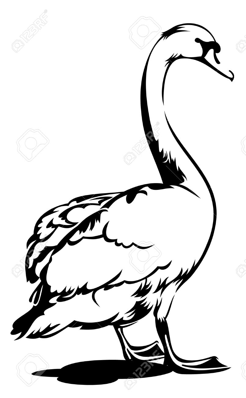 805x1300 Collection Of Free Swan Clipart Standing Amusement Clipart