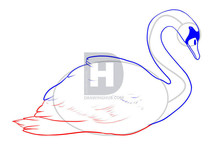 867x650 How To Draw A Swan, Step