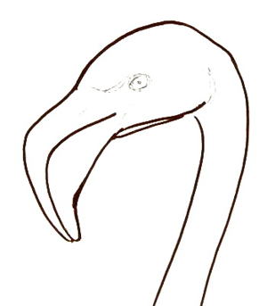 300x343 How To Draw A Flamingo