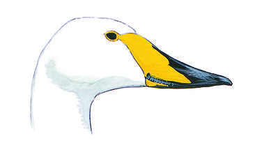 386x238 Mute Swan Audubon Field Guide