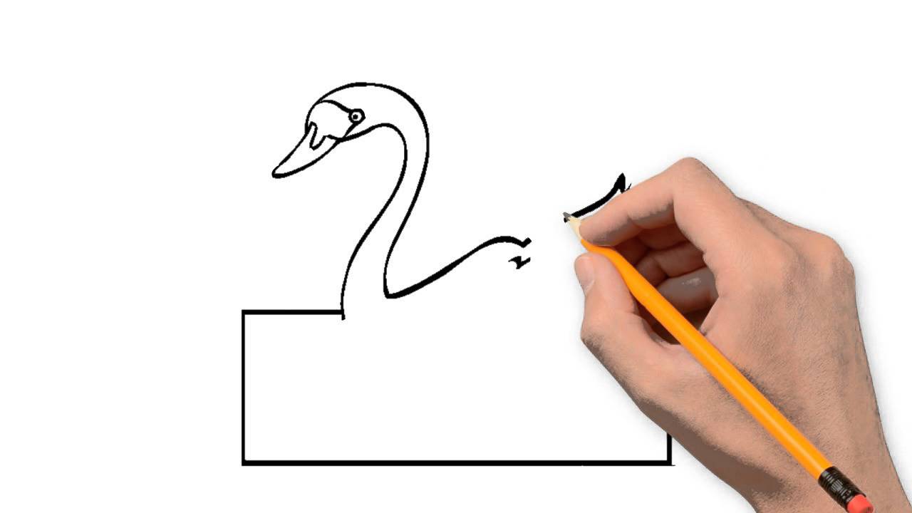 1280x720 Swan Animals Pencil To Draw Step