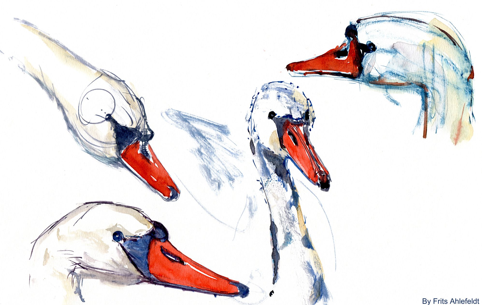 1995x1265 Swan Watercolor Sketches The Hiking Artist Project