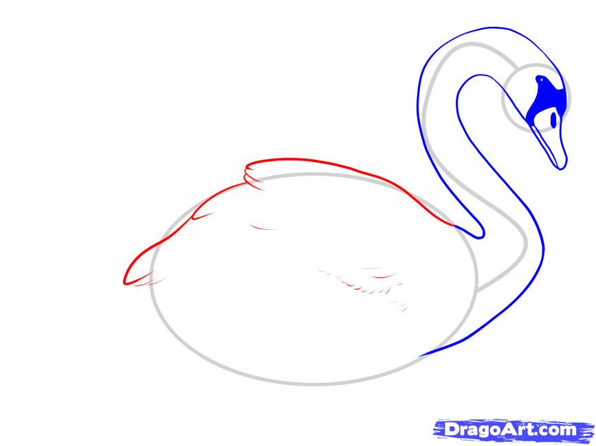 867x650 How To Draw A Swan, Step
