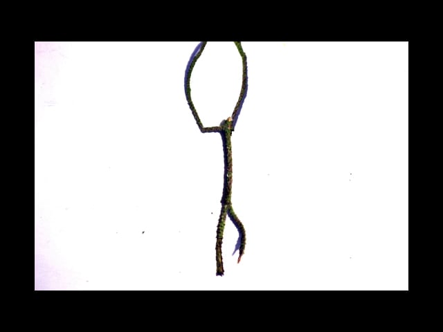 640x480 Swan Lake On Vimeo