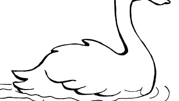 585x329 Swan Coloring Pages