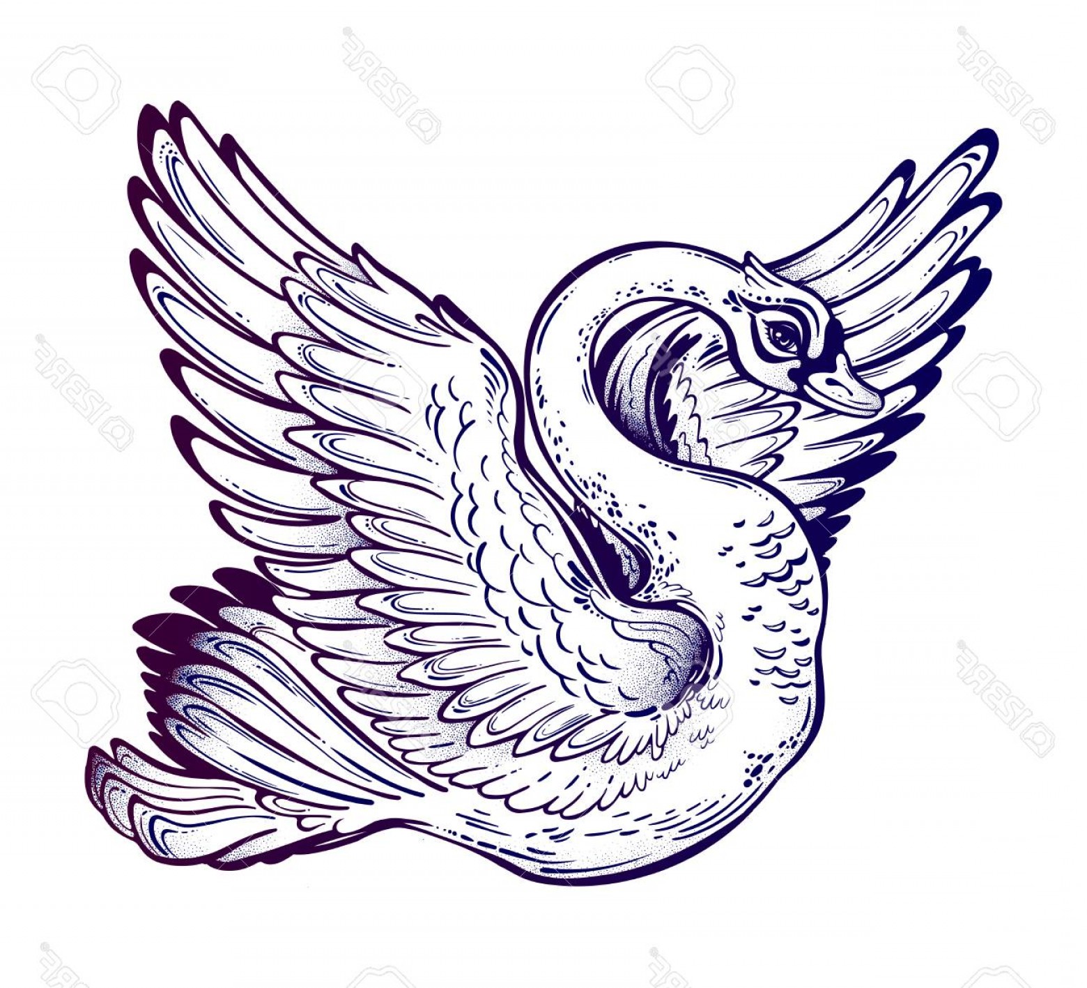 1560x1417 Photostock Vector Beautiful Swan Bird With Open Wings Vector