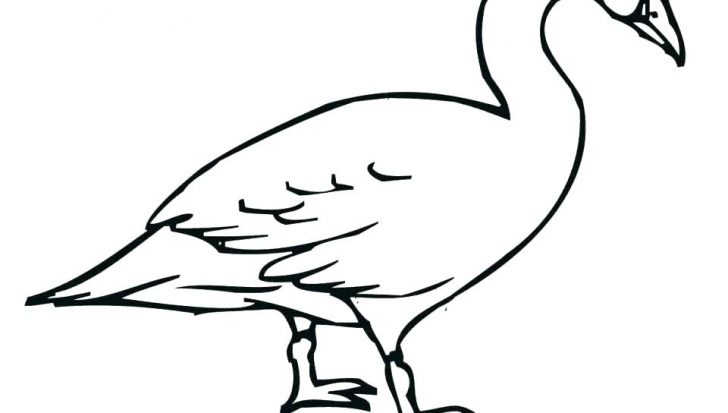 728x413 trumpeter swan coloring