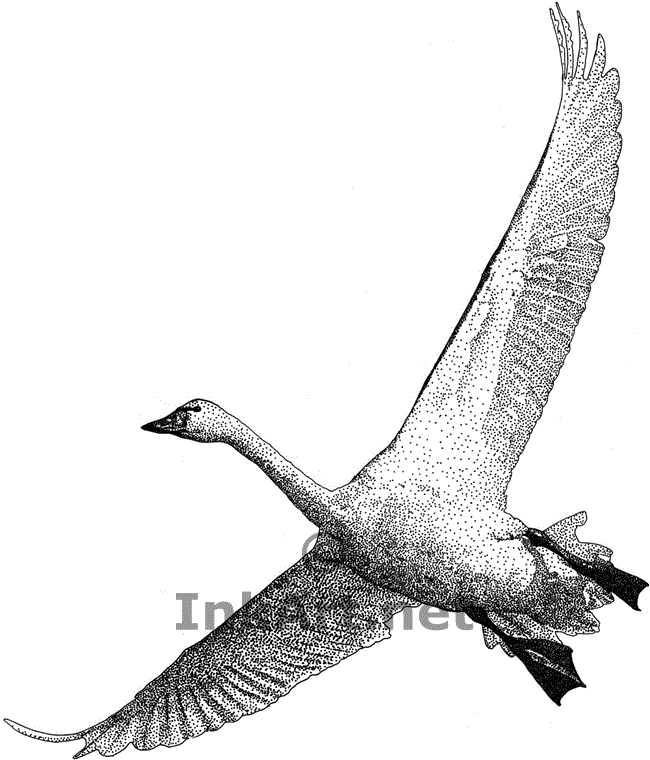 650x760 tundra swan stock art illustration