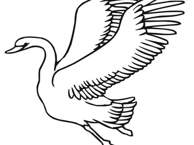 640x480 Free Drawn Swan, Download Free Clip Art