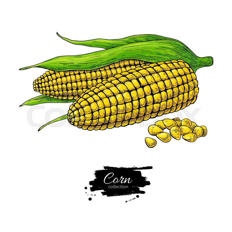 800x800 Corn Hand Drawn Vector Illustration Stock Vector Colourbox