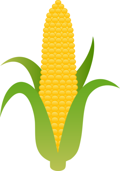 386x550 Large Husk Of Golden Corn Clip Art Yellow Corn, Harvest Corn