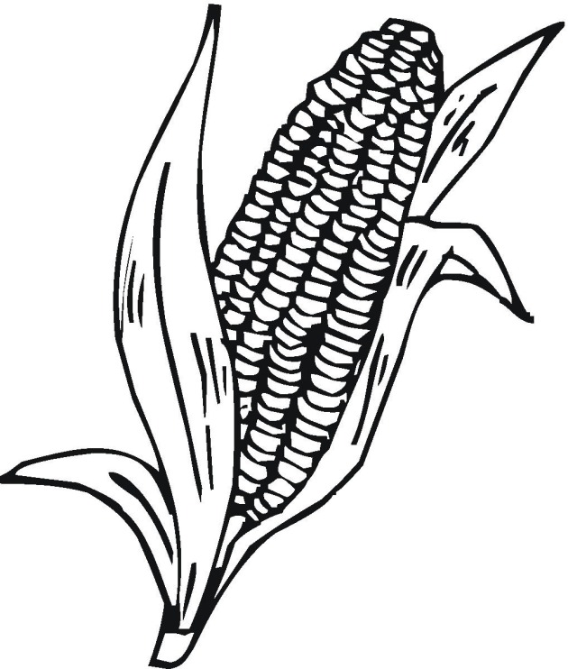 630x742 Sweet Corn Clipart Black And White