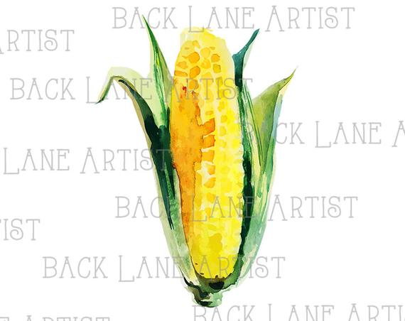 570x452 Vegetable Corn Watercolor Drawing Clipart Lineart Illustration Etsy