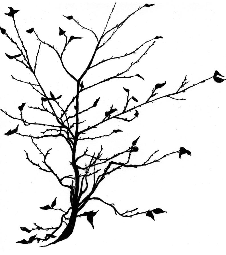 794x897 Botanical Greeting Cards Sweet Birch Drawing Printed On Linen Etsy