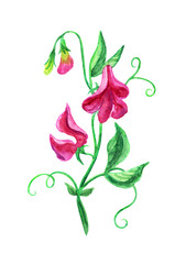 169x240 Set Of Flowers And Leaves Of Sweet Pea, Watercolor Drawing