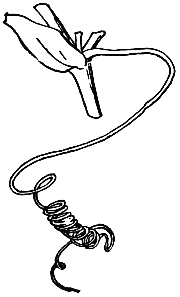 619x1024 Sweet Pea Clipart Etc