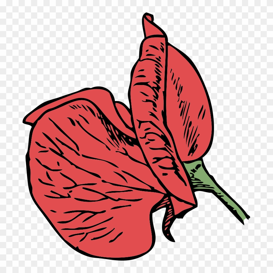 880x880 Sweet Pea Flower Clip Art