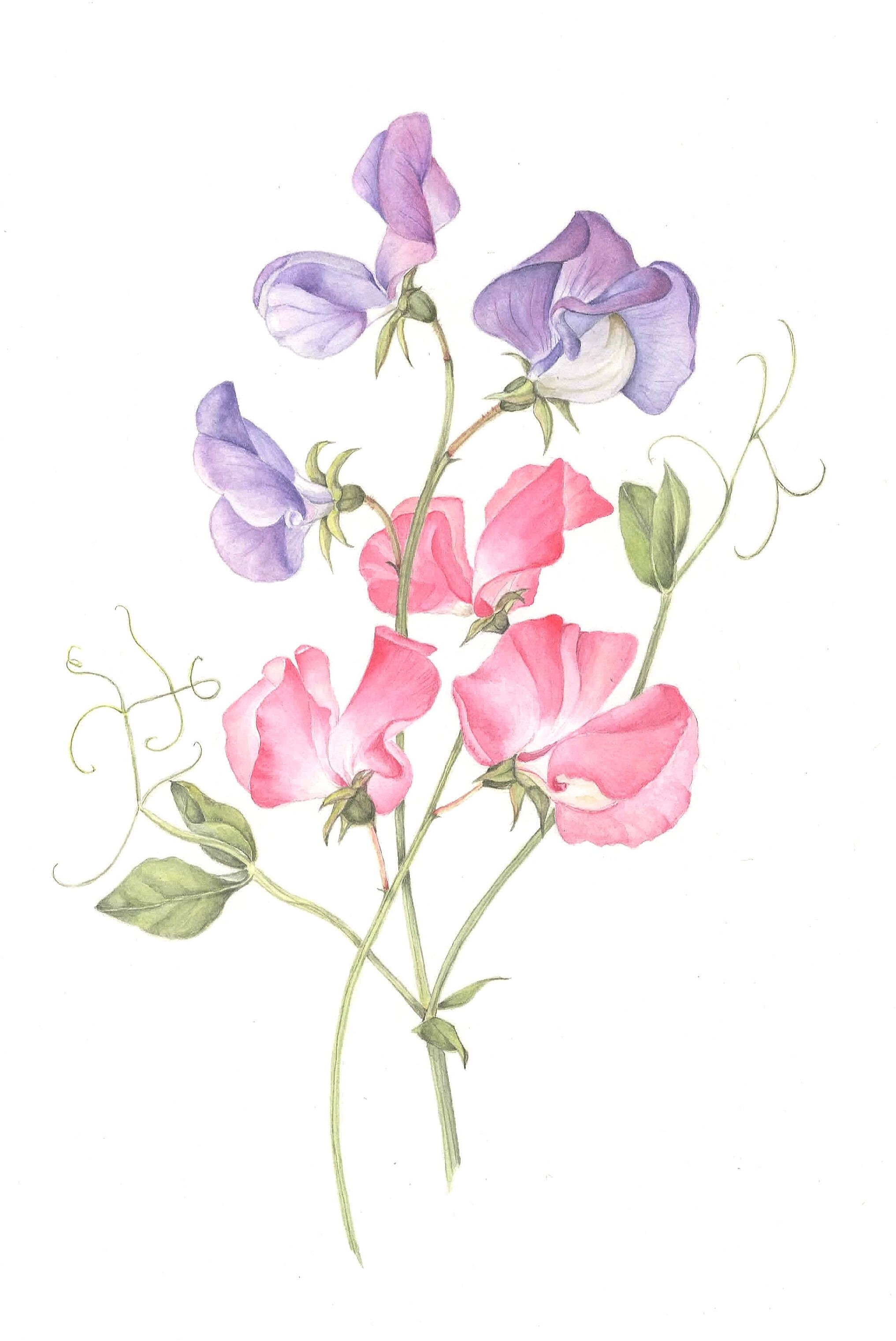 2033x3042 sweet pea flower drawing and sweet pea botanical illustration