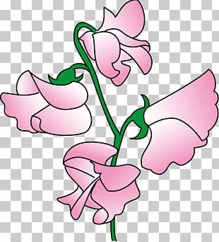 310x342 Sweet Pea Flower Tattoo Botanical Illustration Png, Clipart