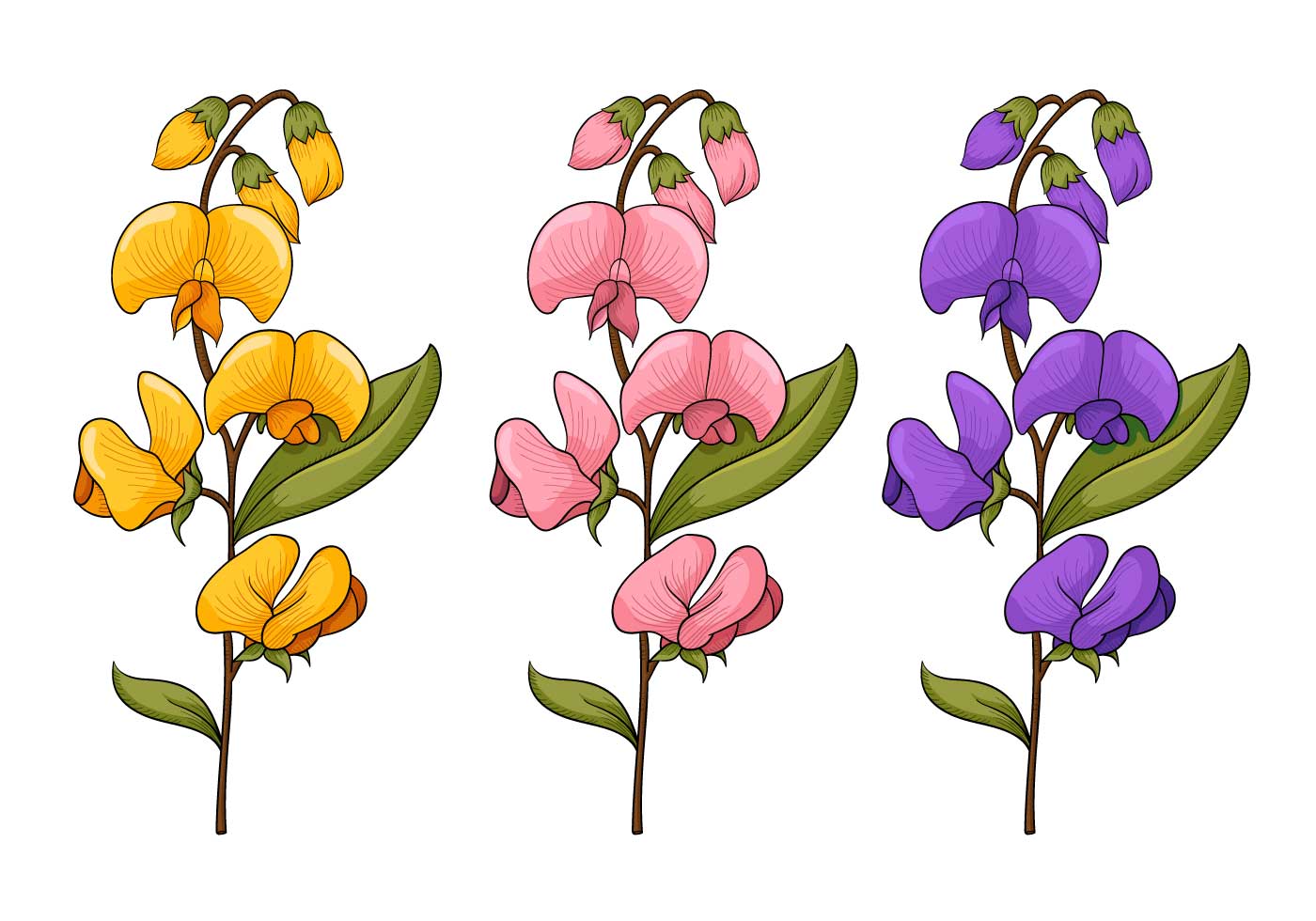 1400x980 Sweet Pea Flower Vectors