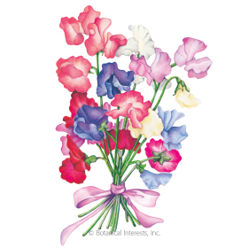 280x280 sweet pea seeds sweet pea flowers botanical interests