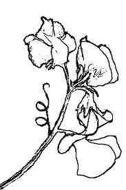 183x276 Sweet Pea Tattoo Designs