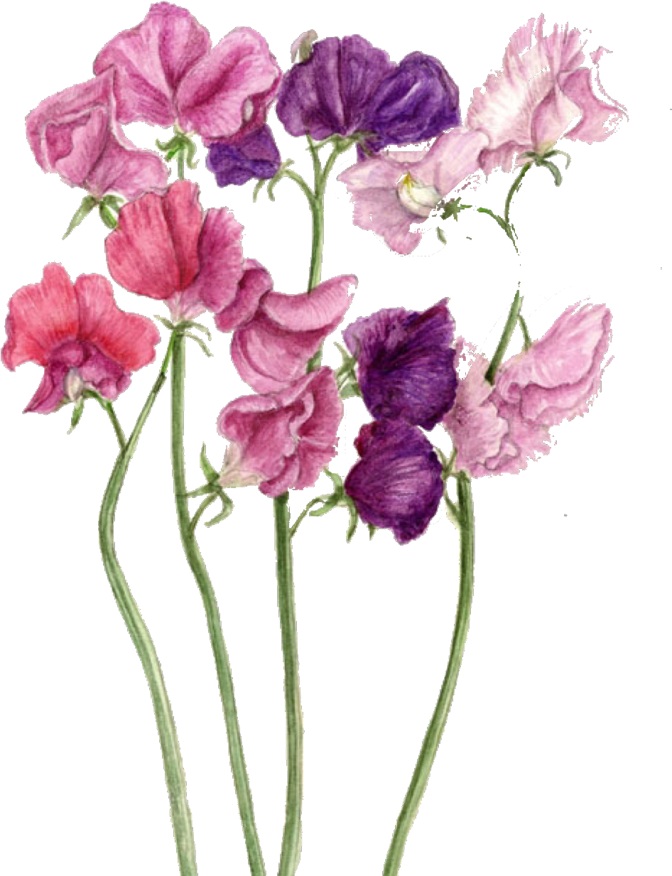 946x1233 Hd Sweetpea Sticker