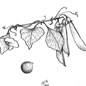 300x300 Hand Drawn Of Delicious Sweet Green Peas Background Drawing