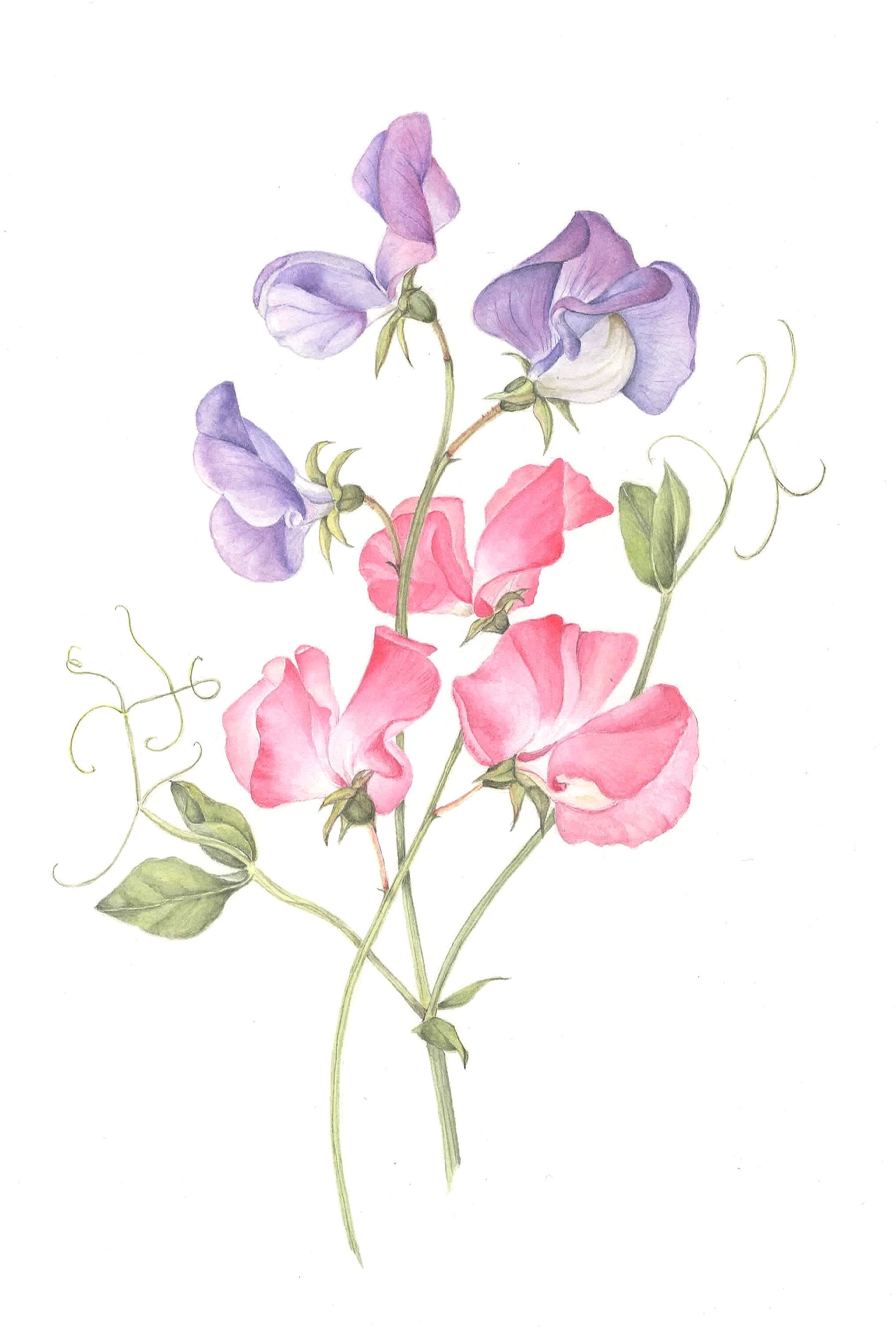 2033x3042 sweet pea botanical illustration sweet peas