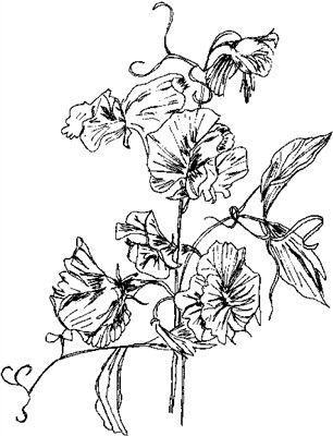 306x400 Sweet Peas