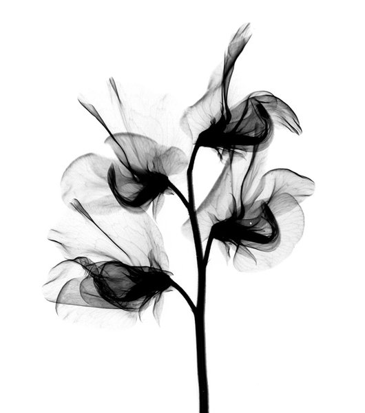 530x600 Winston Porter 'sweet Pea X Ray' Graphic Art Print Wayfair