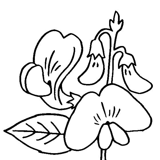 560x560 Coloring Pages Coloring Pages Sweet Pea, Printable For Kids