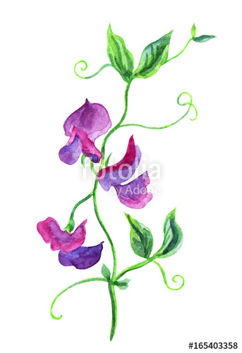 343x500 Purple Sweet Peas, Watercolor Painting On White Background