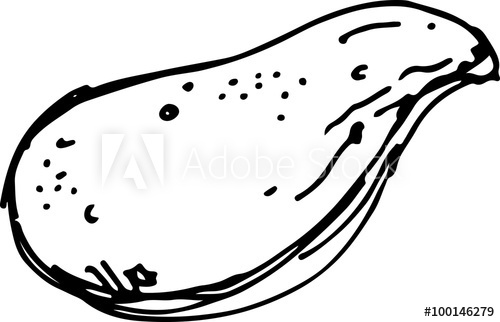 500x322 Sweet Potato Vector Illustration
