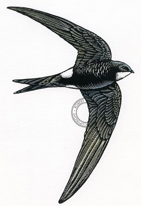 570x828 Swift Bird Drawing, Pencil, Sketch, Colorful, Realistic Art Images