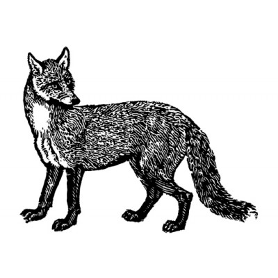 400x400 Fox Art Prints Artrepublic