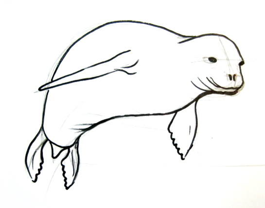 545x428 How To Draw A Seal