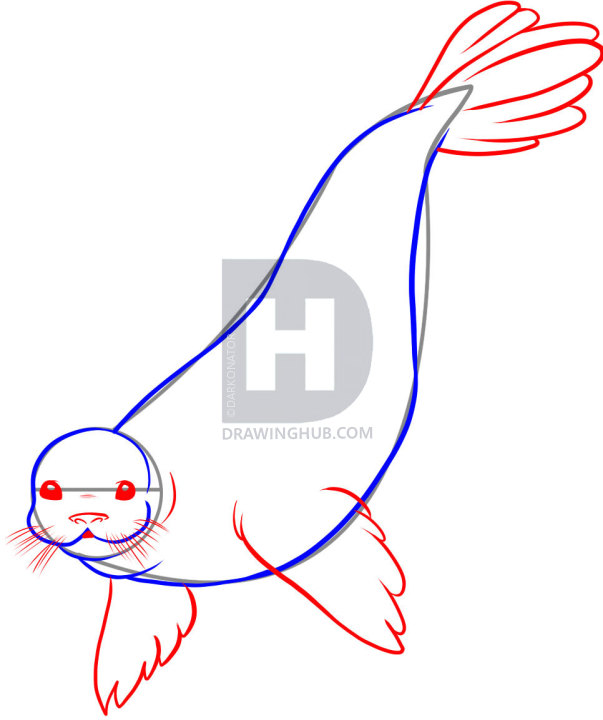603x720 How To Draw A Seal, Step