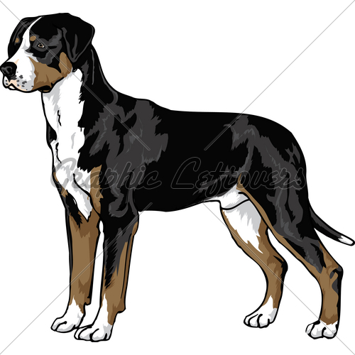 500x500 Greater Swiss Mountain Dog Drawing