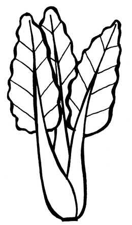 260x442 download swiss chard drawing clipart leaf vegetable vegetarian