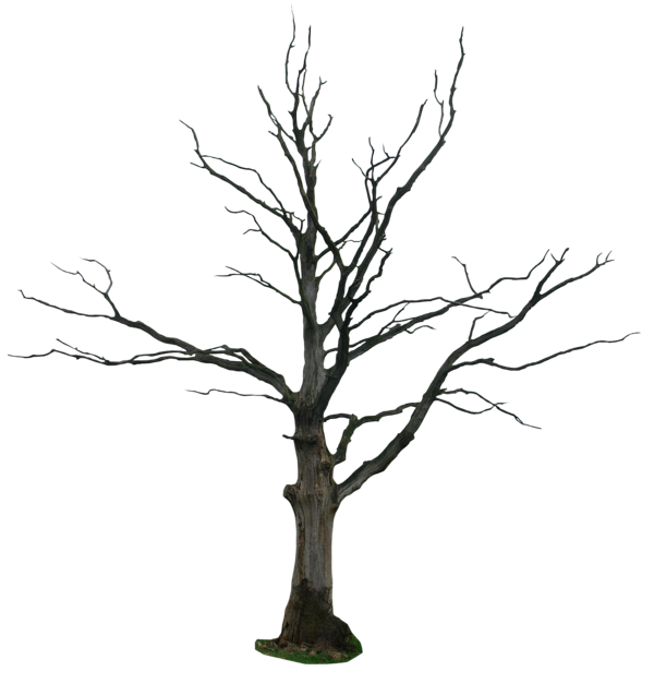 600x626 Collection Of Free Drawing Trees Nice Tree Download On Ui Ex