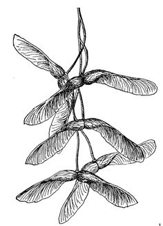 236x327 Best Maple Seed Tattoo Images Maple Seed Tattoo, Tatoos, Plants